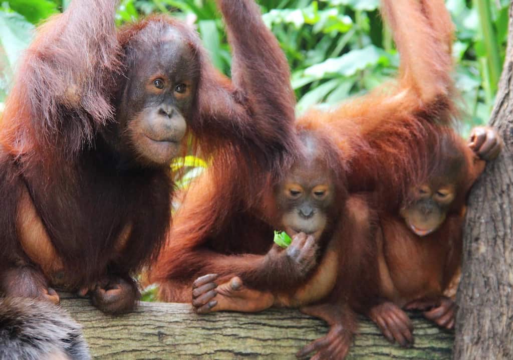 Orangutans at Singapore zoo.