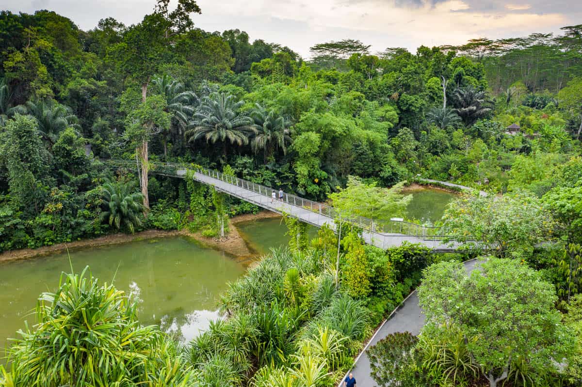 bridge over the water at Botanic Gardens Singapore.