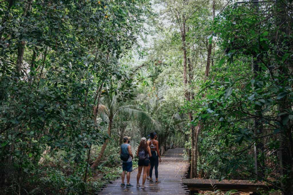 People hiking through the rainforest. 