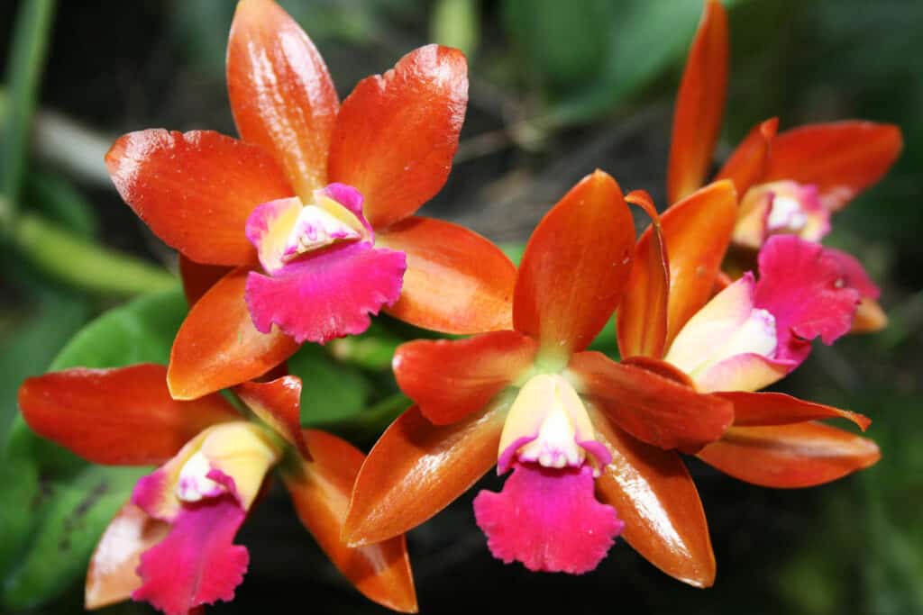 Orange orchids at Singapore Botanic Gardens. 