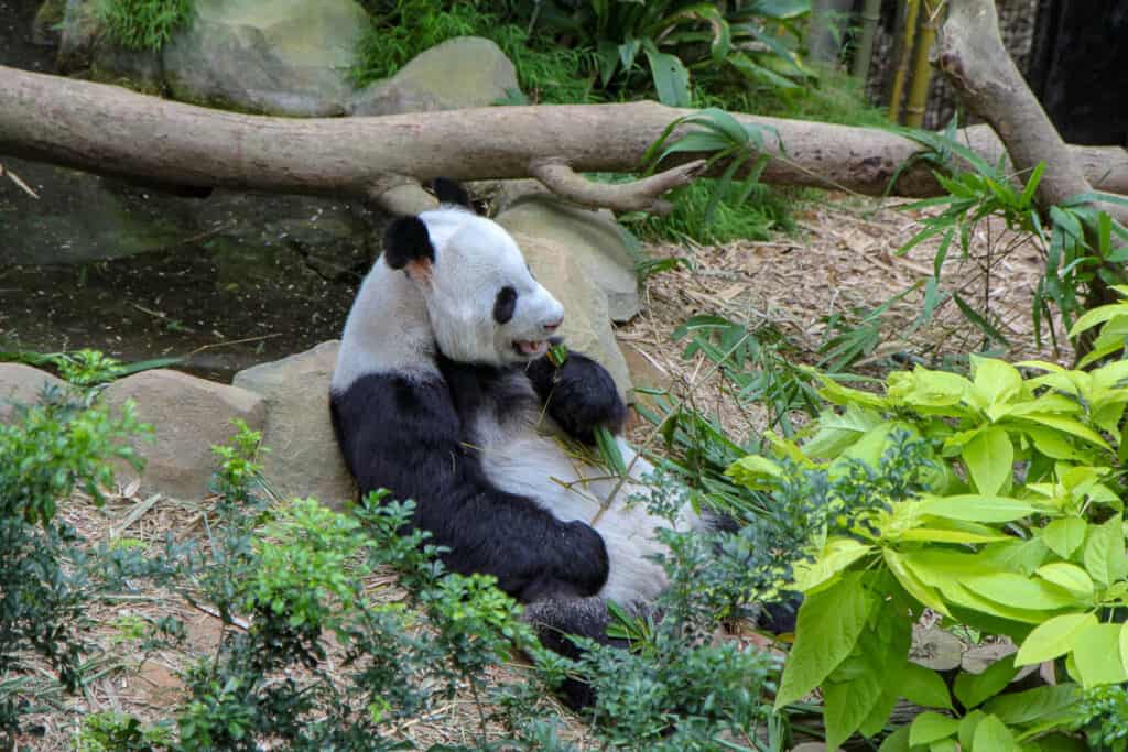 Panda at Singapore River Safari. 