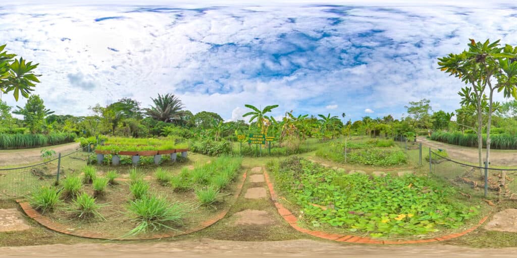 Bollywood Veggies farm in Singapore.