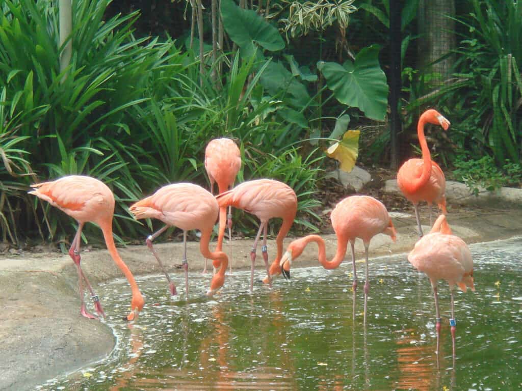 Flamingos at Bird Paradise Singapore.