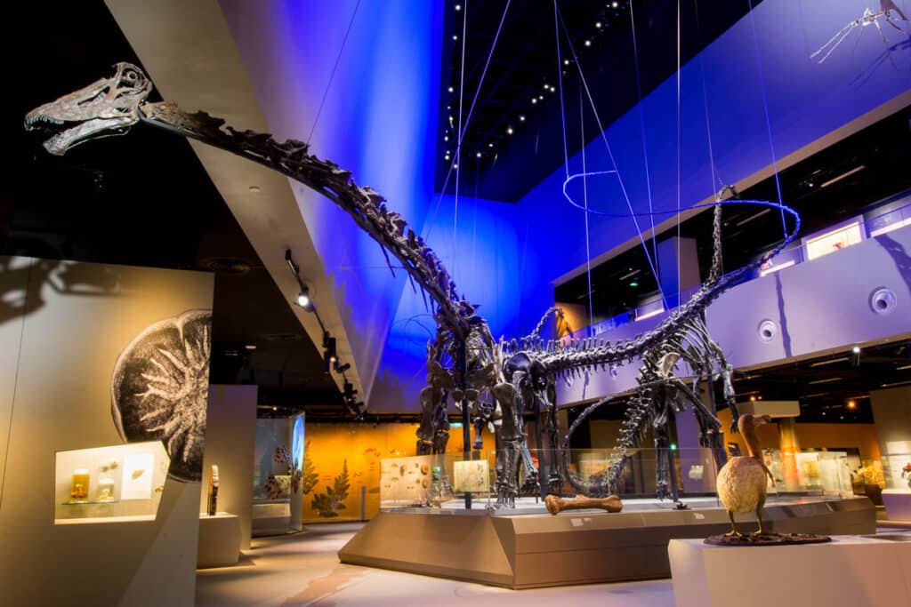 Dinosaur skeleton at the Lee Kong Chian Natural History Museum.