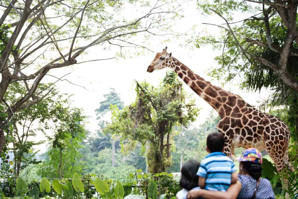 Family looking at giraffe at Singapore zoo.