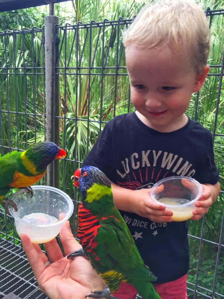 Toddler feeding the birds at Bird Paradise Singapore.